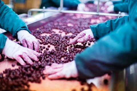 Sour cherries in processing machines Stock Photos