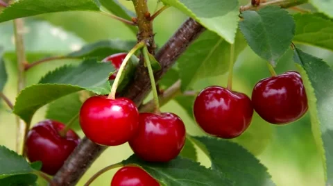 Sour cherries on the tree Stock Footage 52885366