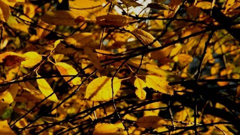 Sour cherry on autumn day Stock Footage 238614243
