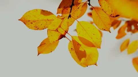 Sour cherry in autumn Stock Footage 238634359