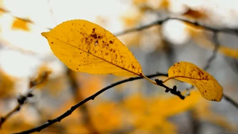 Sour cherry branch in autumn Stock Footage 238631366
