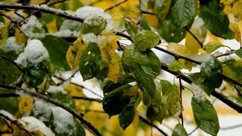 Sour cherry branch during the snow Stock Footage 235730269