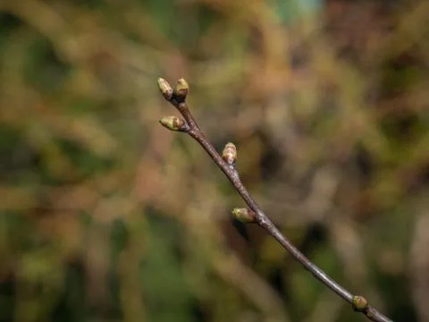 Sour cherry bud Stock Photos
