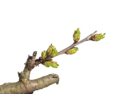 Sour cherry bud on white Stock Photos
