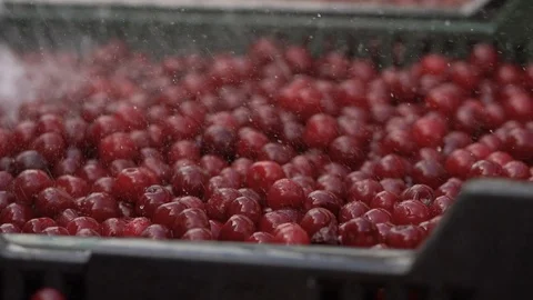 Sour Cherry Stock Footage 121979423