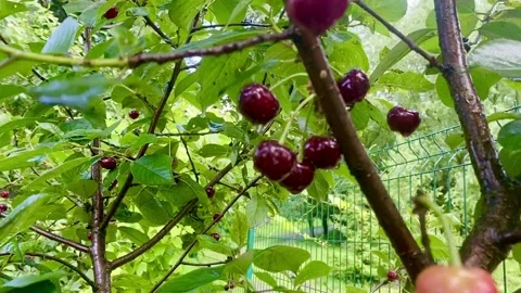 Sour Cherry Stock-Footage 137250289