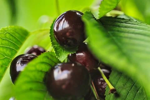 Sour Cherry Macro Stock Photos