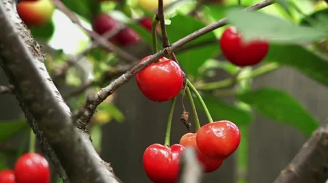 Sour cherry orange color Stock Footage 39622955