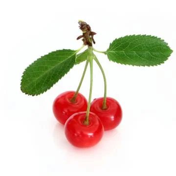 Sour cherry Stock-Fotos