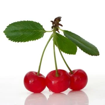 Sour cherry Stock Photos