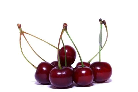 Sour cherry Stock Photos