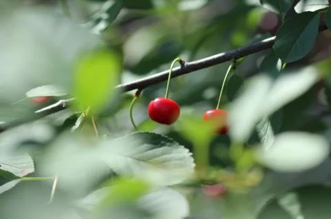 Sour cherry Stockfoto's