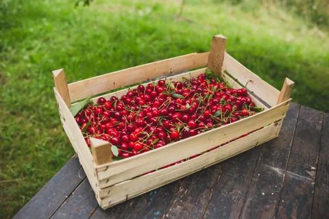 Sour Cherry Stock Photos