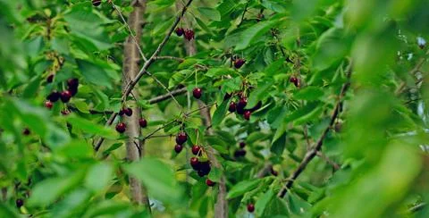 Sour cherry Stock Photos