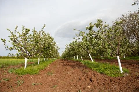 Sour cherry Foto stock