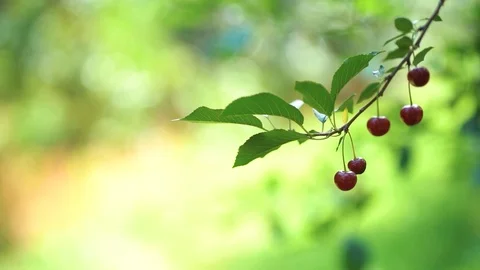 Sour Cherry Picking Stock Footage 121978923