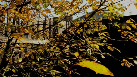 Sour cherry tree on autumn day Stock Footage 235777561