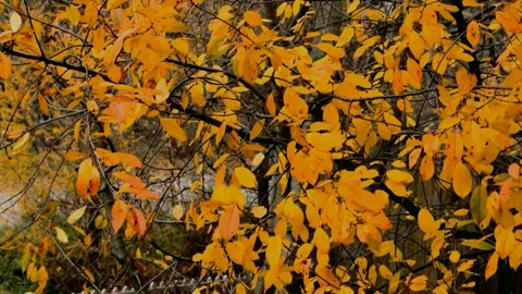 Sour cherry tree in autumn Stock Footage 238631195