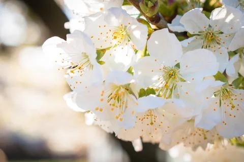 Sour cherry tree branch full of blooming white flowers Stock Photos