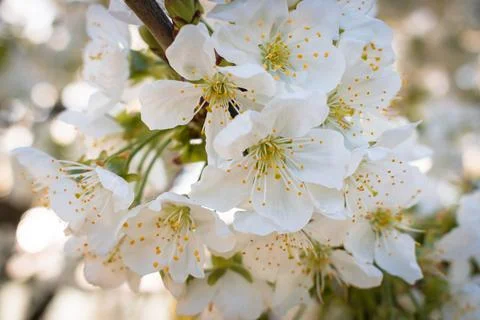 Sour cherry tree branch full of blooming white flowers Stock Photos