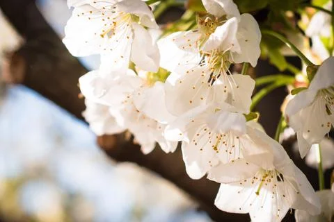Sour cherry tree branch full of blooming white flowers Stock Photos