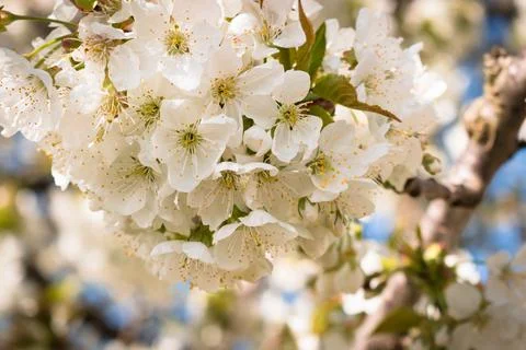 Sour cherry tree branch full of blooming white flowers Stock Photos