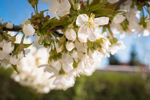 Sour cherry tree branch full of blooming white flowers Stock Photos