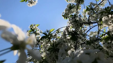 Sour cherry tree branch with white spring flowers slow-mo Stock Footage 75822967