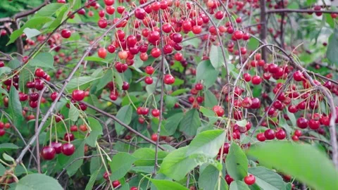 Sour Cherry Tree Branches with Healthy and Damaged Fruit Stock Footage 340190315