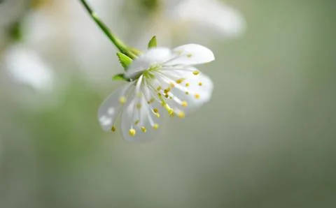Sour cherry tree flower Stock Photos