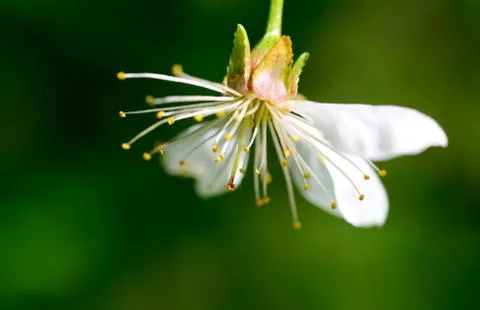 Sour cherry tree flower Stock Photos