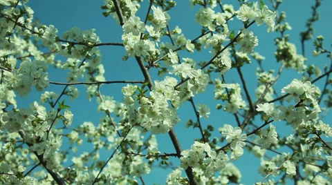 Sour cherry tree flowers in the wind Stock Footage 37229073