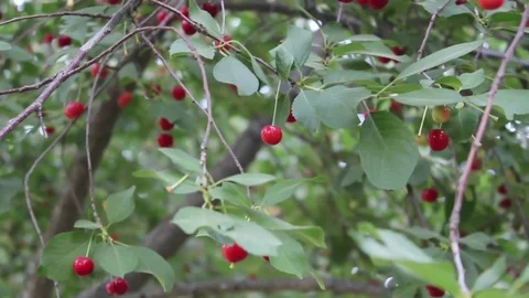 Sour Cherry In Tree Stock Footage 83263556
