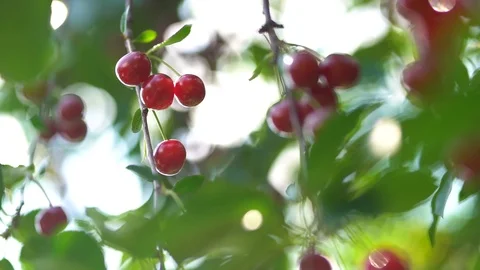Sour Cherry Tree Stock Footage