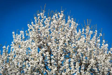 Sour cherry tree full of blooming white flowers against a clear blue sky Stock Photos