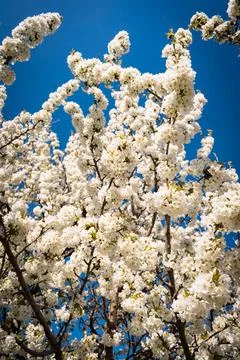 Sour cherry tree full of blooming white flowers against a clear blue sky Stock Photos