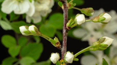 Sour cherry tree growing and blossoming time lapse Stock Footage 89883915