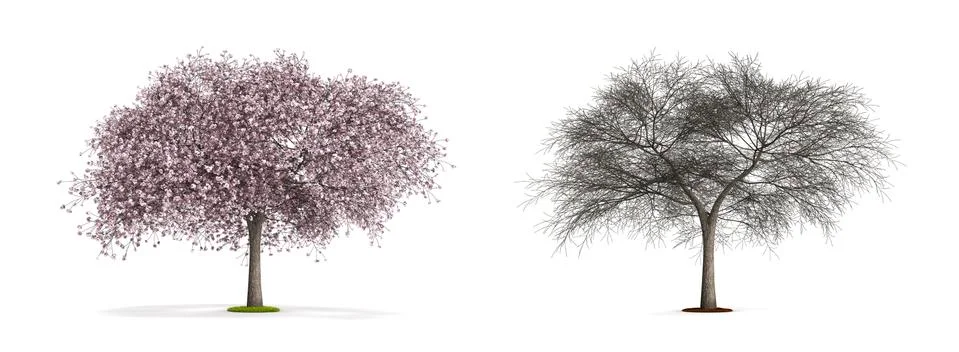 Sour cherry tree. Stock Illustration