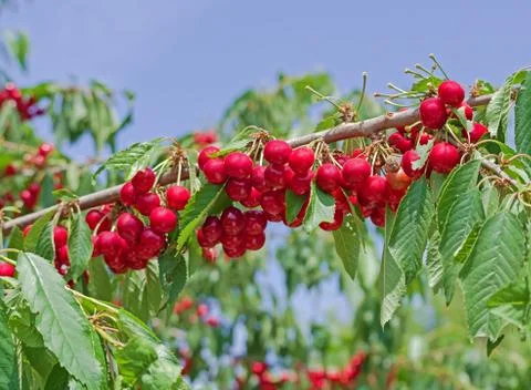 Sour cherry on a tree Stock Photos