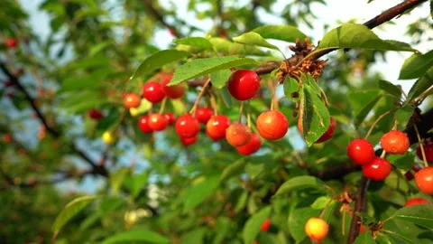 Sour cherry tree with raindrops Stock Footage 133157204