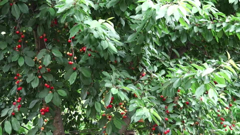 Sour cherry in the wind 4K Stock Footage 130753353