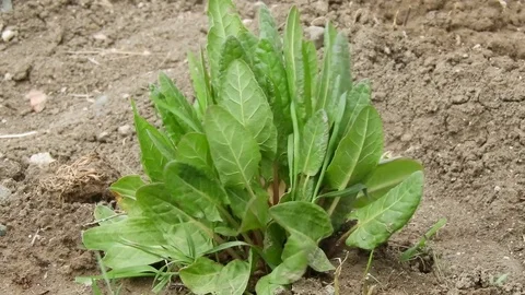 Sour grass lambs ear grass Stock Footage 129857769