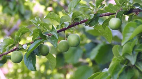 Sour green plums on the plum tree, lots of green sour plums on the plum tree, Vídeo Stock 196495281