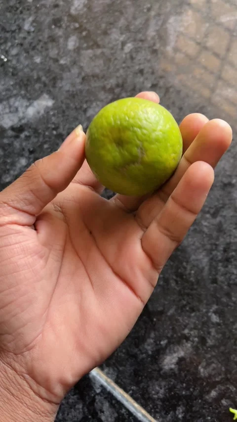 Sour Orange Held in Hand Close-Up View Stock Footage 320931012