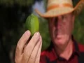 Sour Refreshment Fruit Tropical Citron Plant Farmer Vegan Nutrition Ingredient 4k or 4k+ Resolution