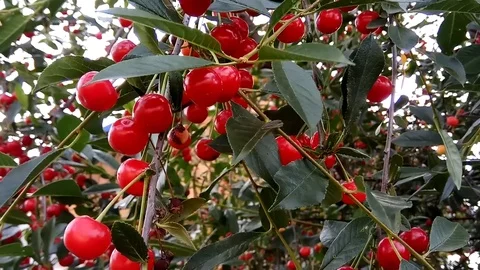 Sour ripe cherry on a tree Stock Footage 77633471