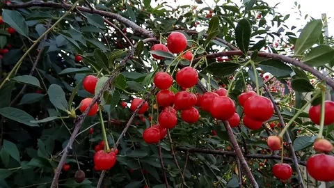 Sour ripe cherry on a tree Stock Footage 77633478