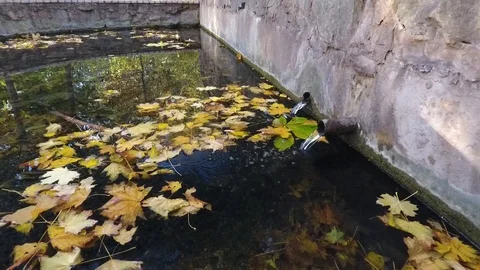 Source 2 pipe. Less reflection of the sky and trees Stock Footage 96392375