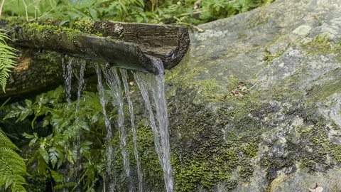 Source of Drinking Water in the Forest Stock Footage 114065202