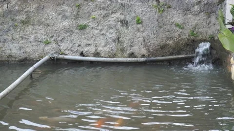 The source of fish pond water 動画素材 239931987